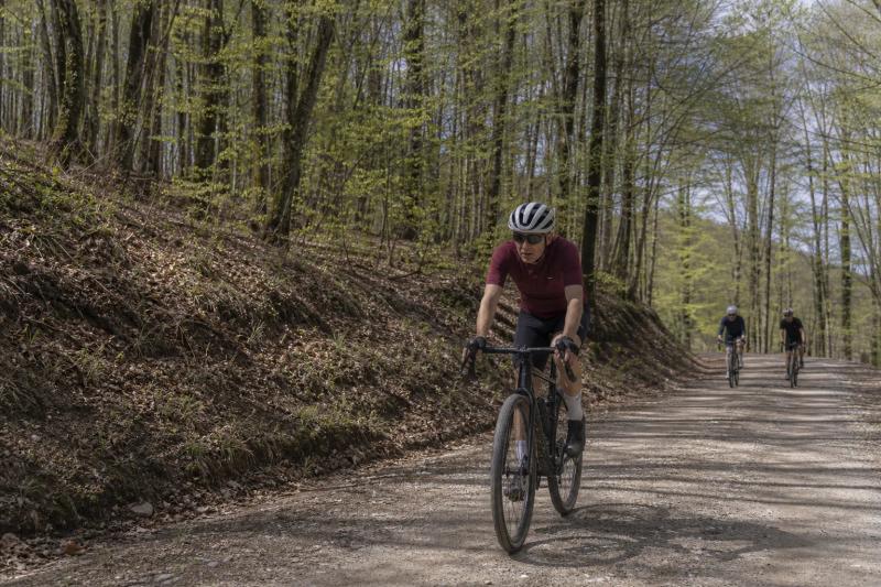 Gravel track running through beech forest in the Garrotxa
